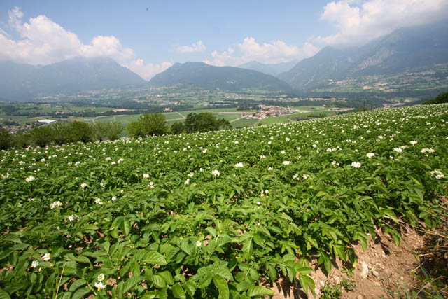 Agricoltura Lomaso campi i patata
