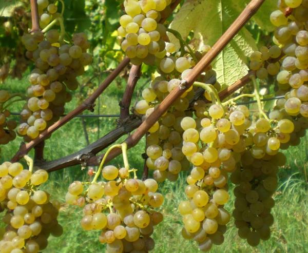 Azienda Agricola Filanda de Boron
