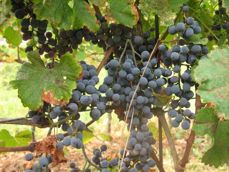 Cabernet Carbon vitigni resistenti