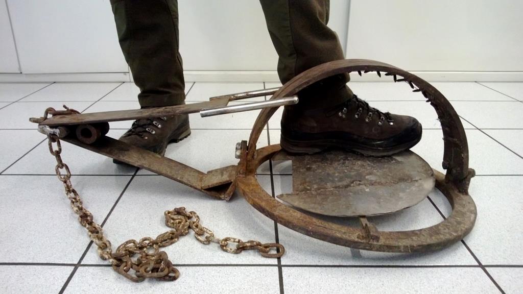 GRANDE TAGLIOLA recuperata da forestali