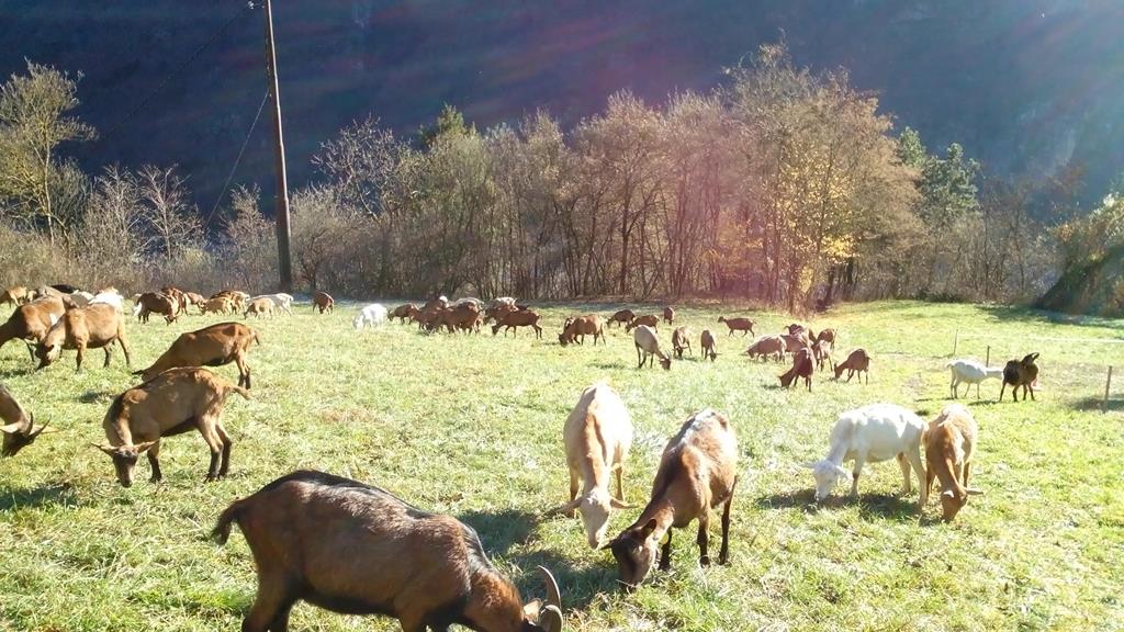 Le capre di Leonardi e MAsciocchi Ragoli