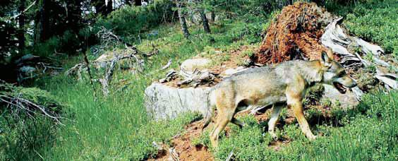 Lupo M24 ripreso in alta Val di Non con fototrappola in transito presso uno spollinatoio di gallo cedrone I. Stocchetti -