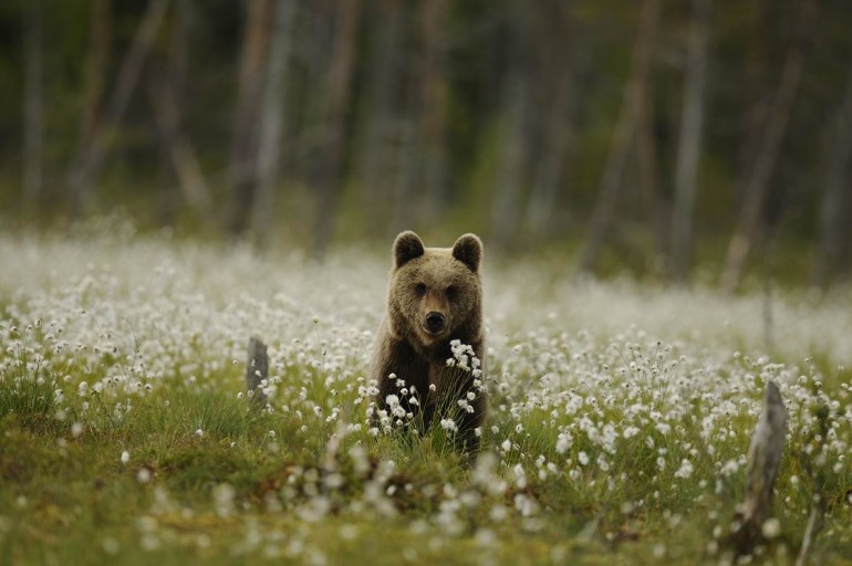 Orso in trentino - parco naturale adamello Brenta