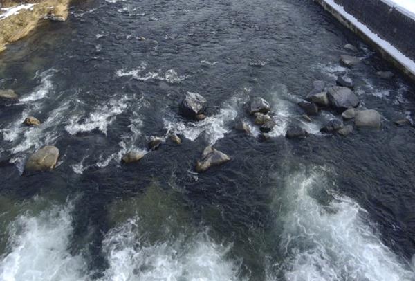 apre la pesca sul sarca