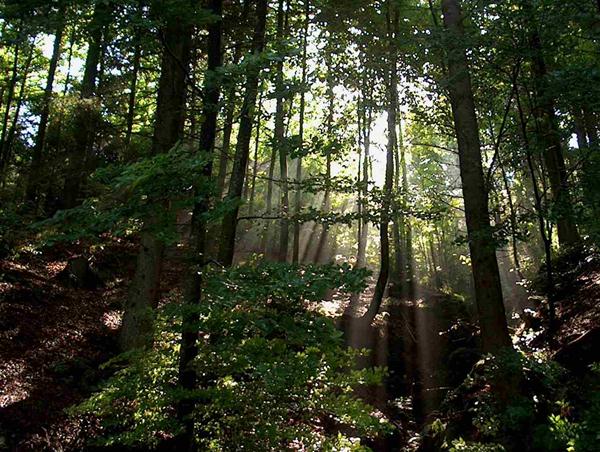 bosco taglio e sessioni forestali-giudicarie