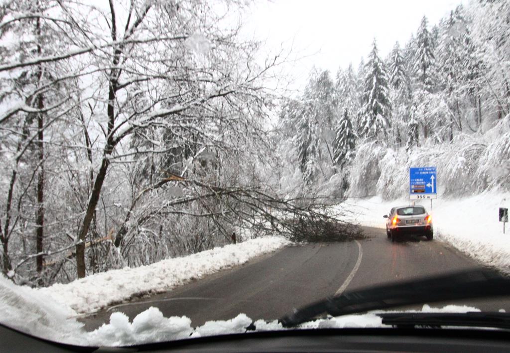 caduta piante su strada - Giudicarie 1