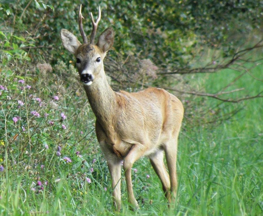 capriolo 1