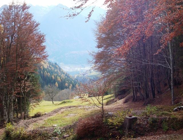 custode forestale