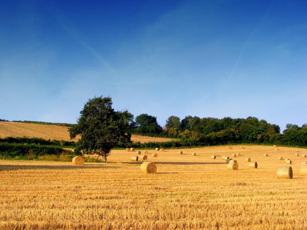 festa agricoltura Esteriori festa agricoltura Esteriori