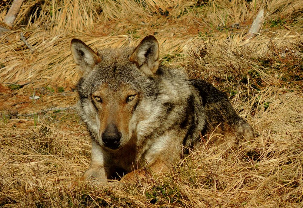 Faccia a faccia con il Lupo in Trentino Ivan Stocchetti 1