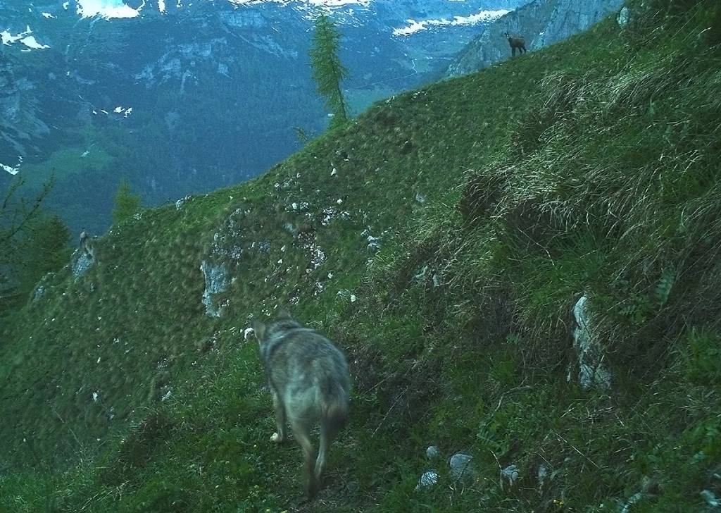 val dAmbiez lupo e camosci ripreso con foto trappola in val Ambièz-Gruppo di Brenta - Foto Matteo Zeni - Archivio Servizio Foreste e Fauna PAT