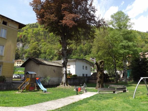 il faggio centenario del Parco Saletti a Tione