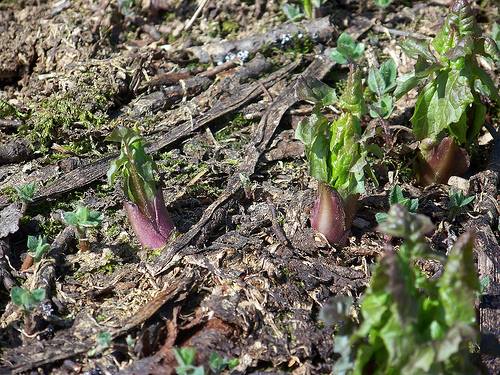 radicchio de lorso cicerbita alpina
