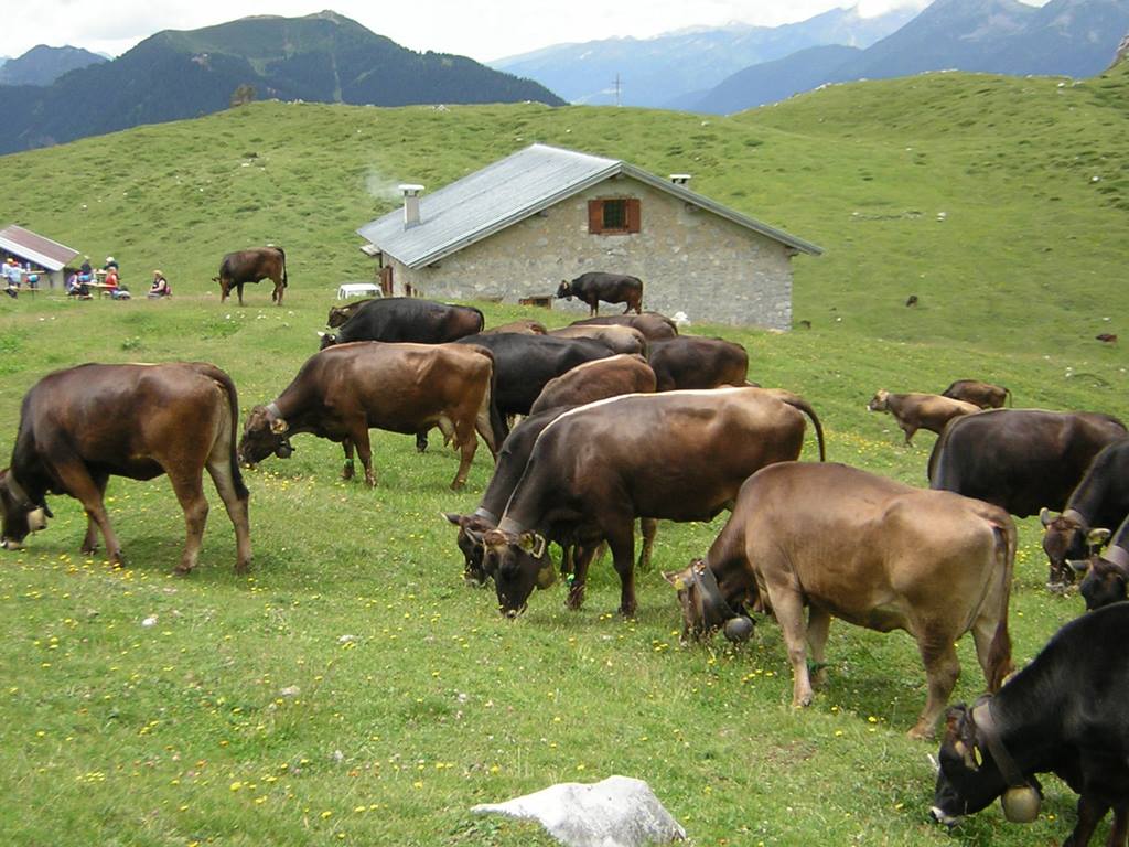 vacche al pascolo di malga fevri - foto simoni