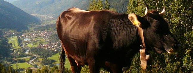 agricoltura Trentino allevatori
