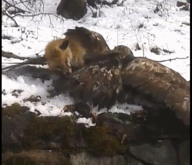 aquila e volpe 1