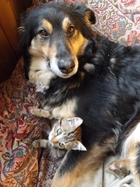 Cane e gatto chi lha detto che non si può