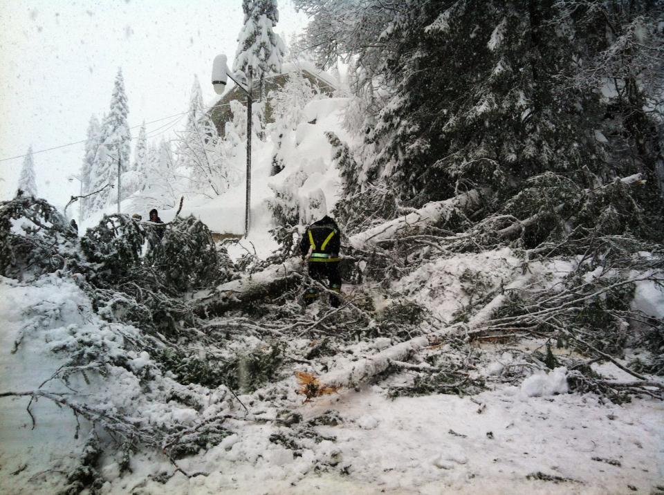 taglio piante vicino a Madonna di campiglio - foto vigili del fuoco Campiglio