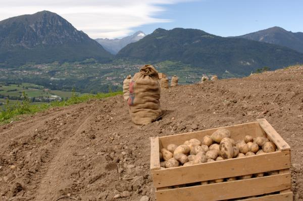 le patate del lomaso prodotti tipici trentini