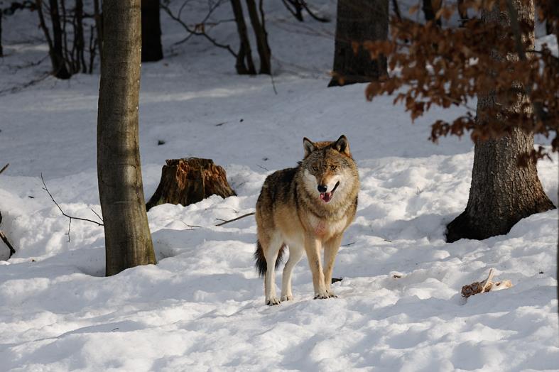 lupo in Trentino rapporto pat  2013