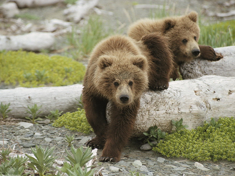 orso-bruno