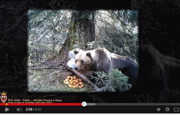 orso e lupo in trentino