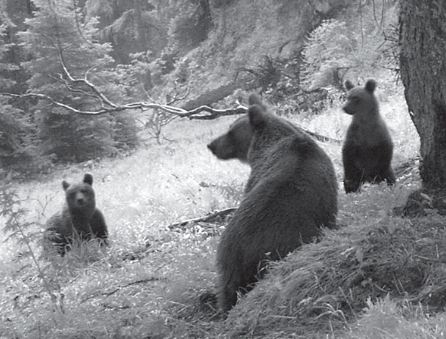 orso in Trentino - rapporto 2012