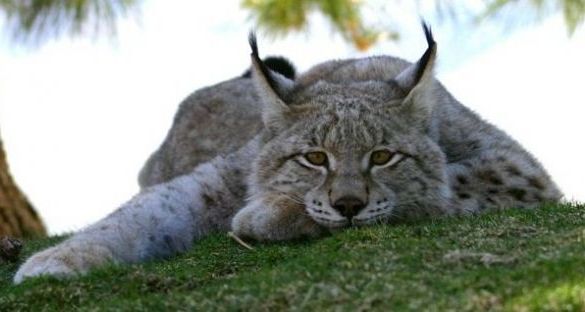 La lince in Trentino: ecco alcune spettacolari immagini catturate in un video