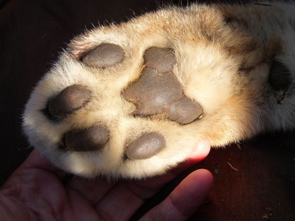 la zampa della lince catturata in trentino