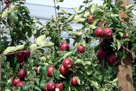 melo ticchiolatura-resistente