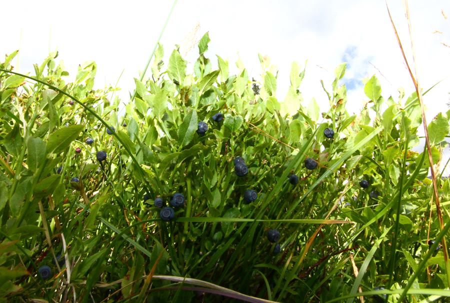 mirtillo nero parco naturale adamello brenta