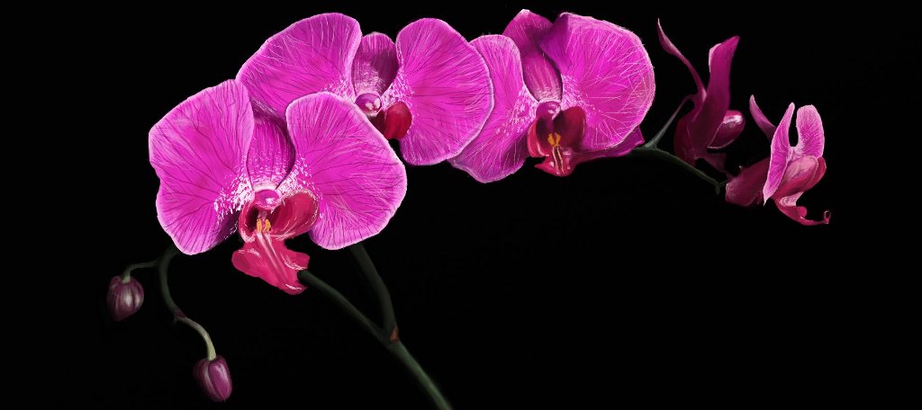 orchidea festa della donna