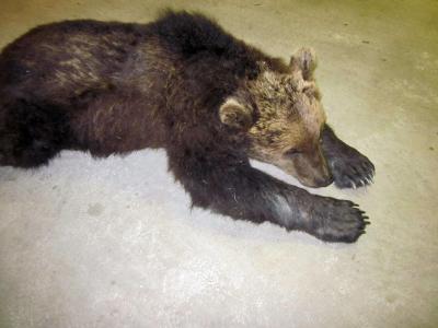 muore investito l'orso M14 orso ucciso