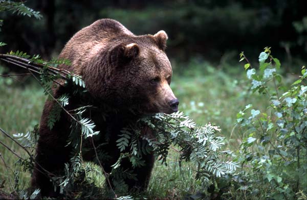 Orso bruno in trentino orso bruno man