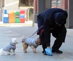 pupù cane guinzaglio - tione
