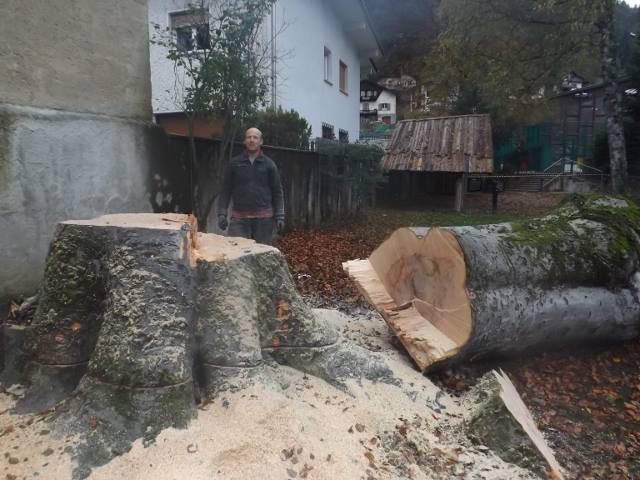 tione di Trento il faggio tagliato inel parco Saletti