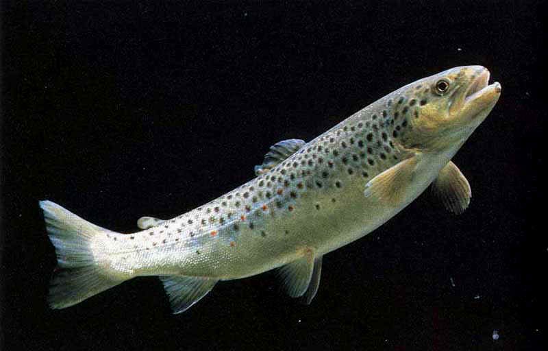 trota fario giudicarie
