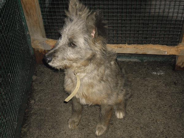 trovato cucciolo di cane a carisolo tn trovato cucciolo di cane a carisolo tn