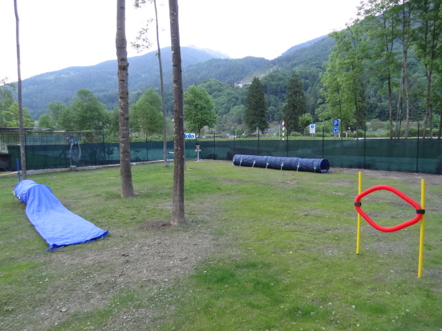 un angolo della scuola per cani