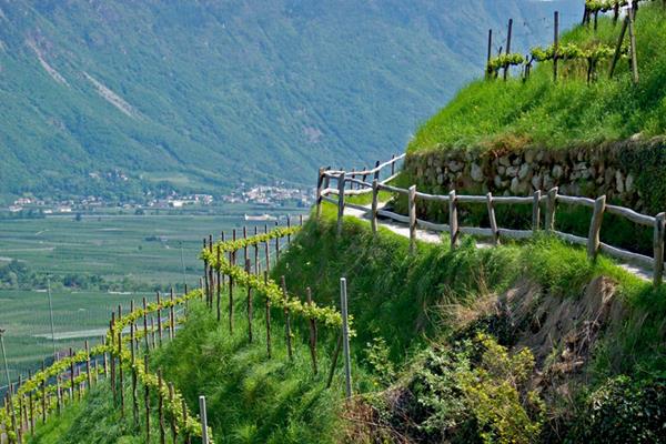 vigneti alto Adige-weinbau-tscherms