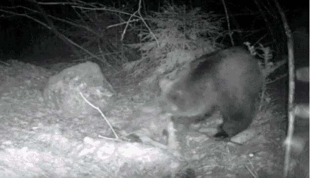 orso preda lama 2