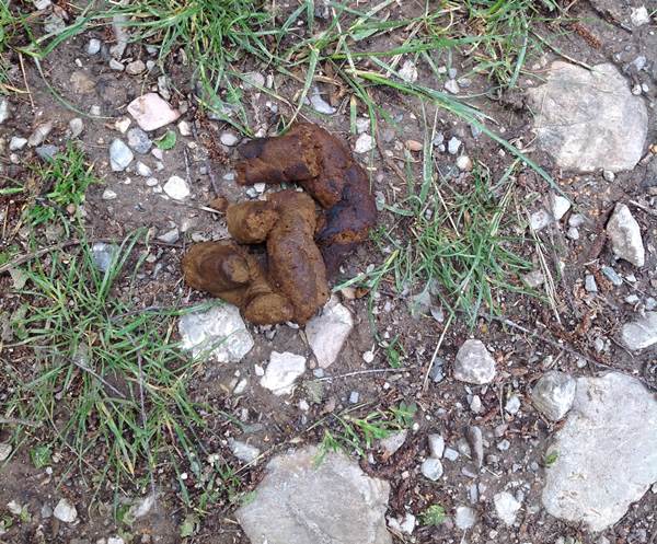 stradina Larido Durone escrementi