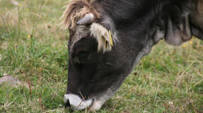 mucca ammazzata e3 squartata nel prato