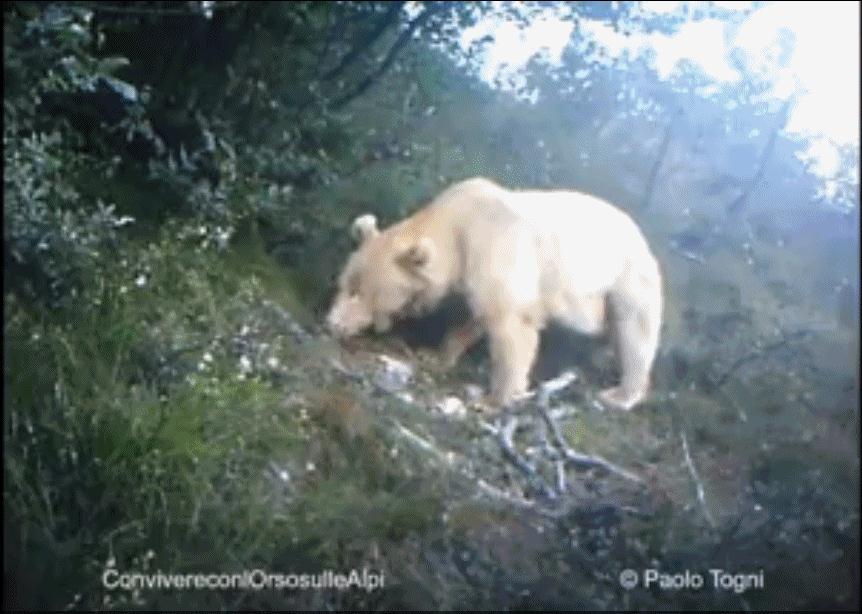 orso trentino giudicarie orso trentino giudicarie