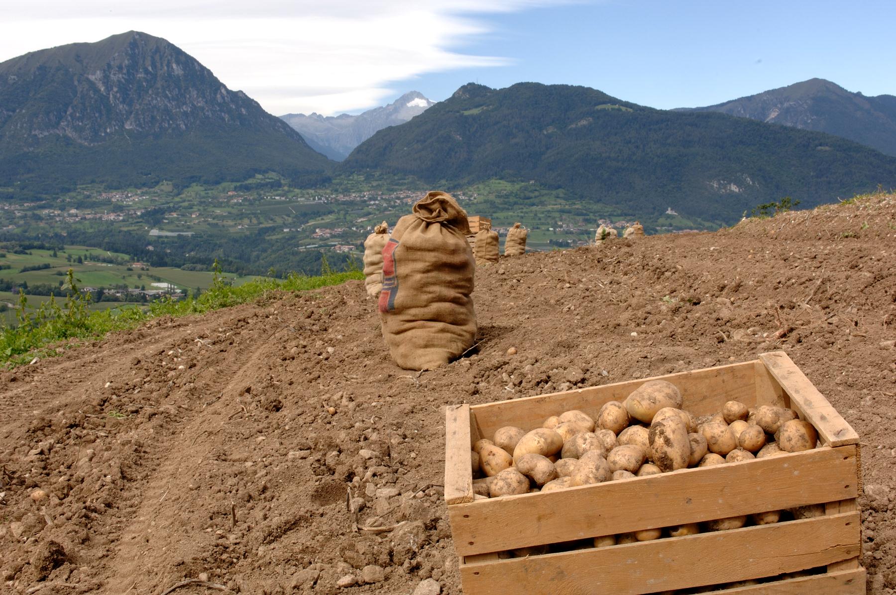festa della patata lomaso  - La montanina - Giudicarie Esteriori
