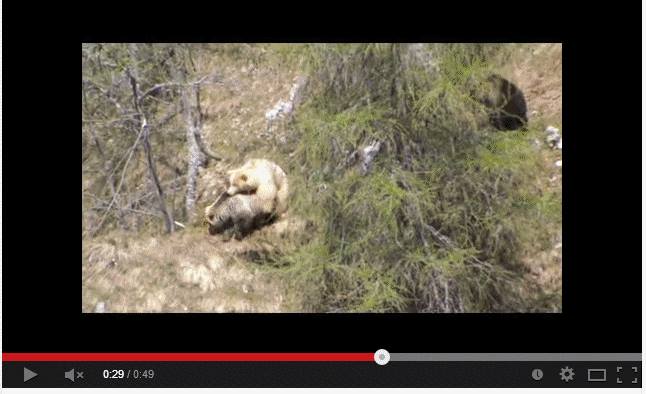 orso in amore in Trentino in un filmato