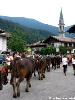 Giovenche razza rendena 13