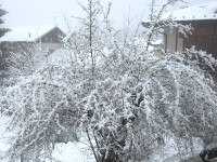 La cornalera è fiorita - Cares -centro storico - Foto Morena Bellotti