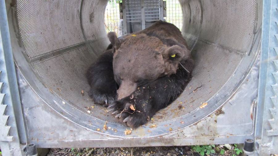 l'orso sedato allinterno della trappolatubo1 l'orso sedato allinterno della trappolatubo1